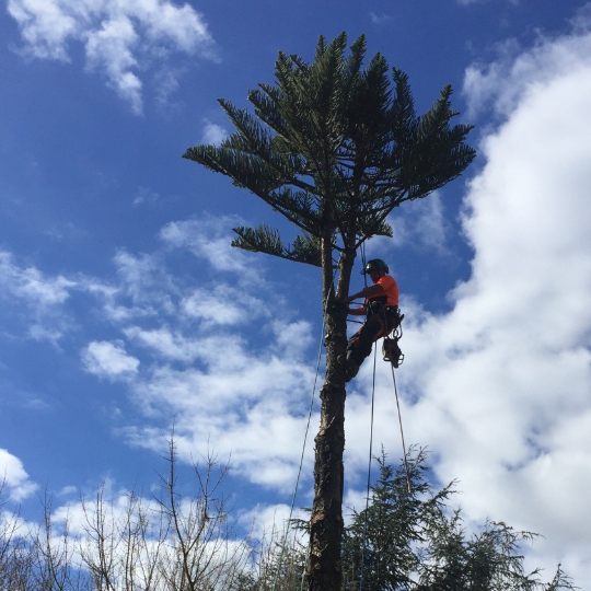 Tree removal